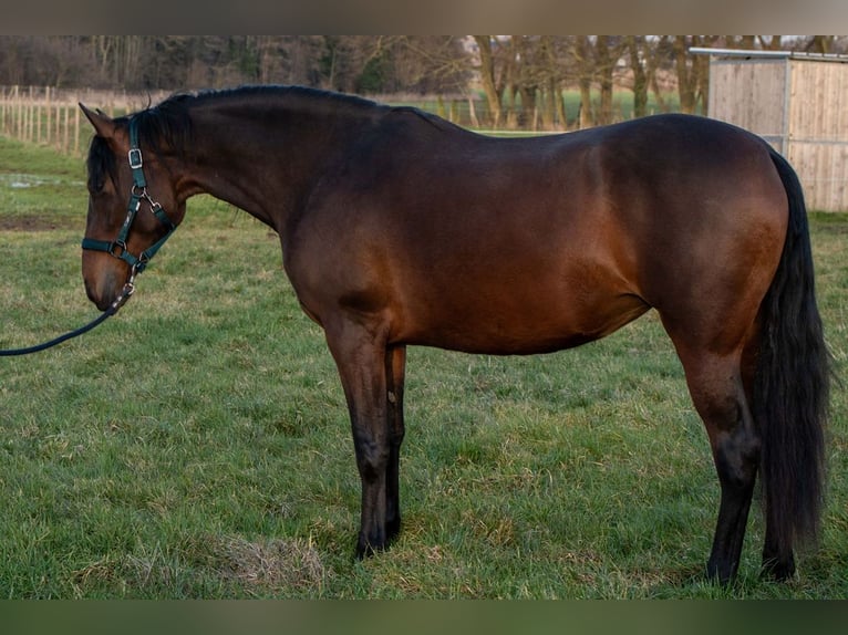 PRE Mix Klacz 3 lat 158 cm Gniada in Welden
