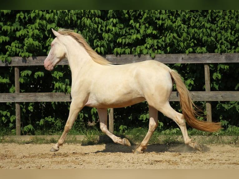 PRE Klacz 3 lat 158 cm Perlino in Waldshut-Tiengen