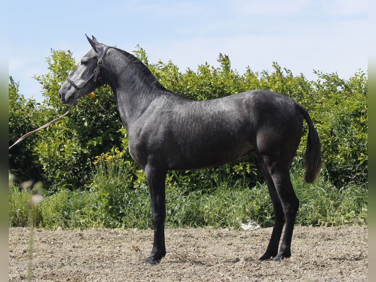 PRE Mix Klacz 3 lat 158 cm Siwa in Alcantarilla