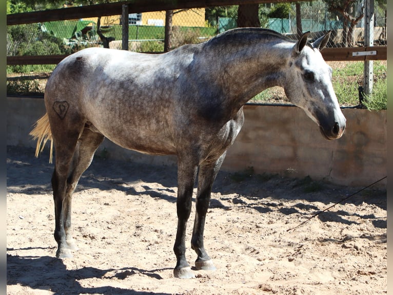 PRE Klacz 3 lat 160 cm Siwa jabłkowita in Sagunt/Sagunto