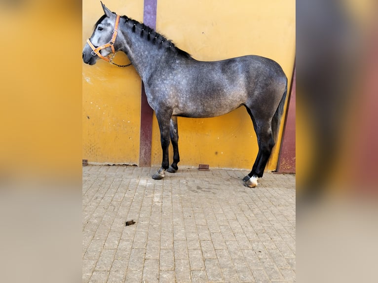 PRE Mix Klacz 3 lat 160 cm Siwa in La Luisiana