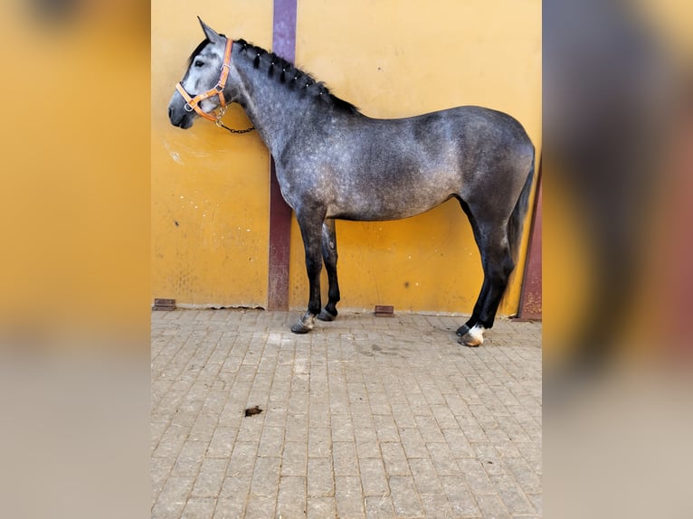 PRE Mix Klacz 3 lat 160 cm Siwa in La Luisiana