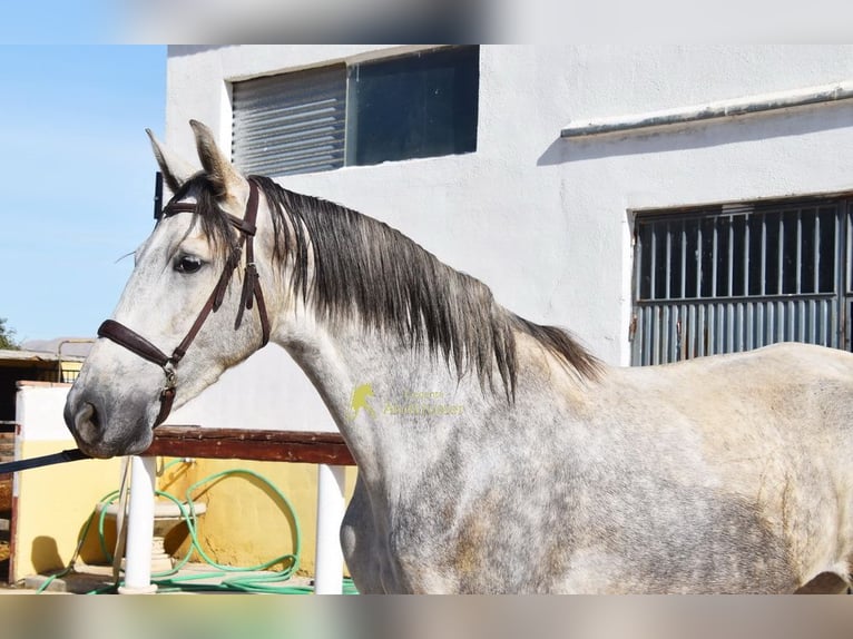 PRE Klacz 3 lat 161 cm Siwa in Provinz Granada