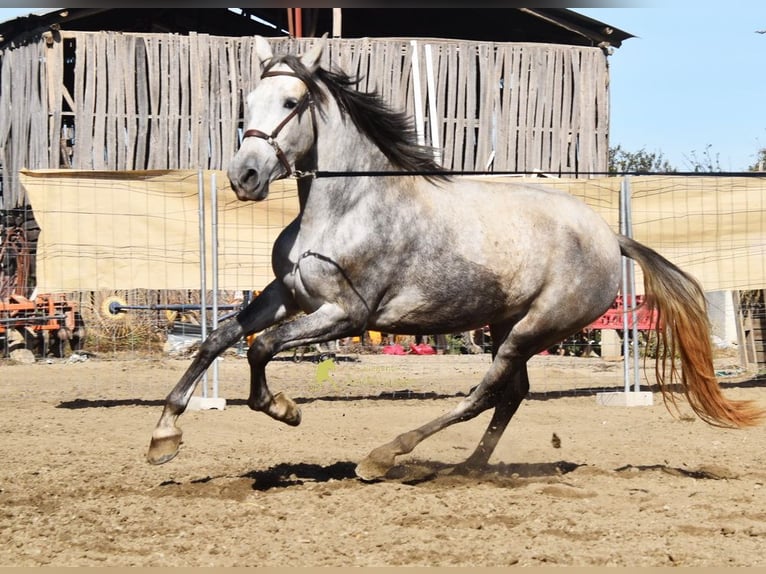 PRE Klacz 3 lat 161 cm Siwa in Provinz Granada