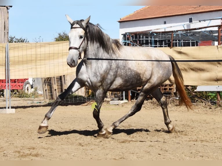 PRE Klacz 3 lat 161 cm Siwa in Provinz Granada