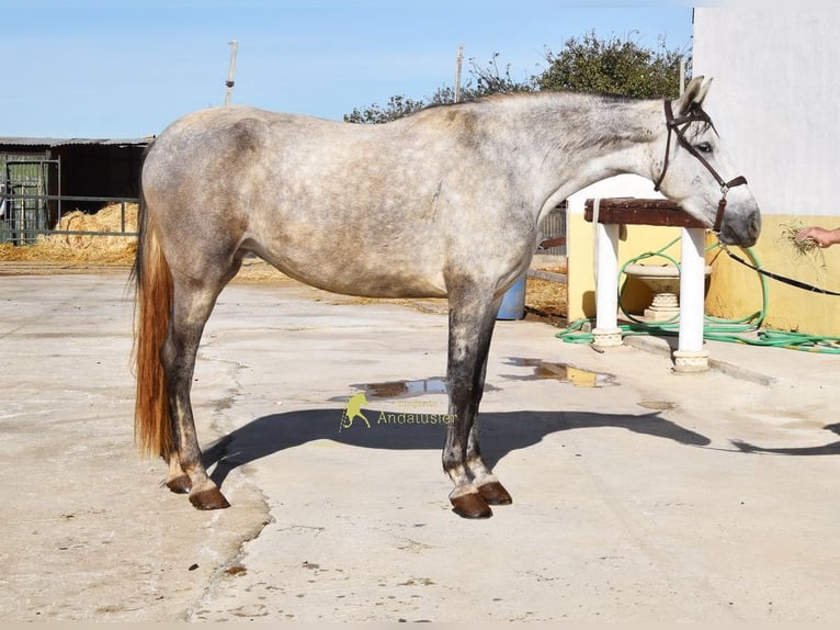 PRE Klacz 3 lat 161 cm Siwa in Provinz Granada