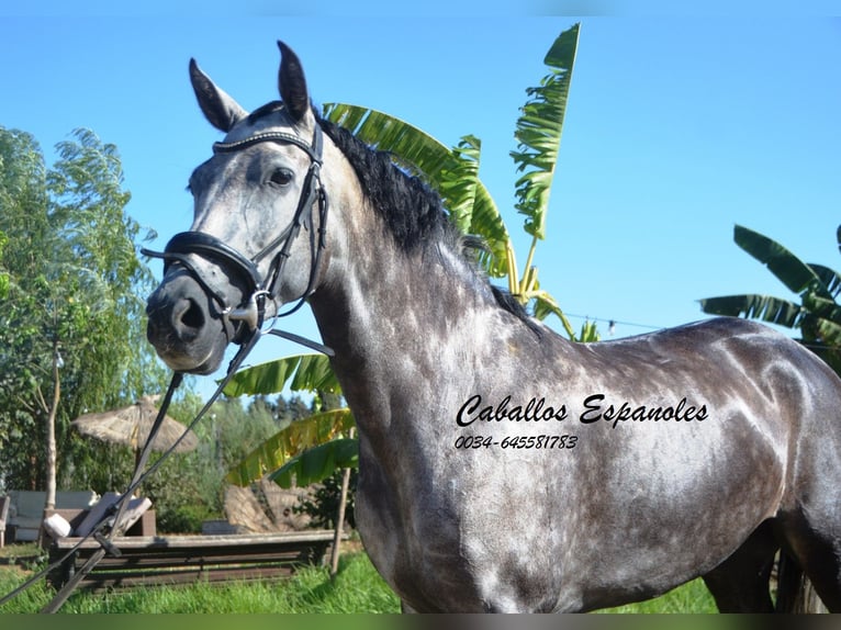 PRE Klacz 3 lat 162 cm Siwa jabłkowita in Vejer de la Frontera