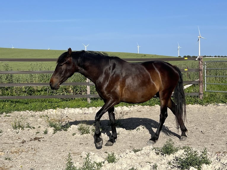 PRE Klacz 3 lat 163 cm Ciemnogniada in Jerez de la Frontera