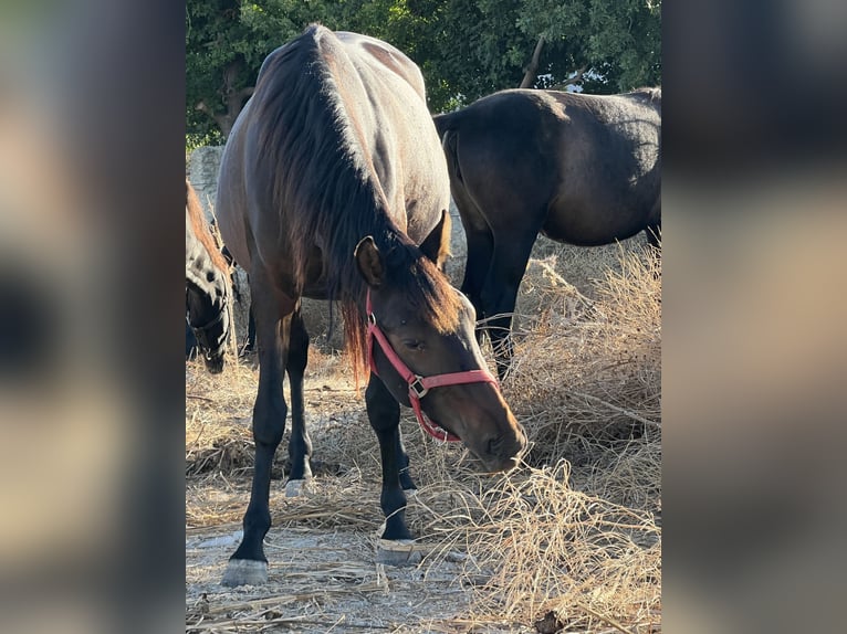 PRE Klacz 3 lat 163 cm Ciemnogniada in Jerez de la Frontera