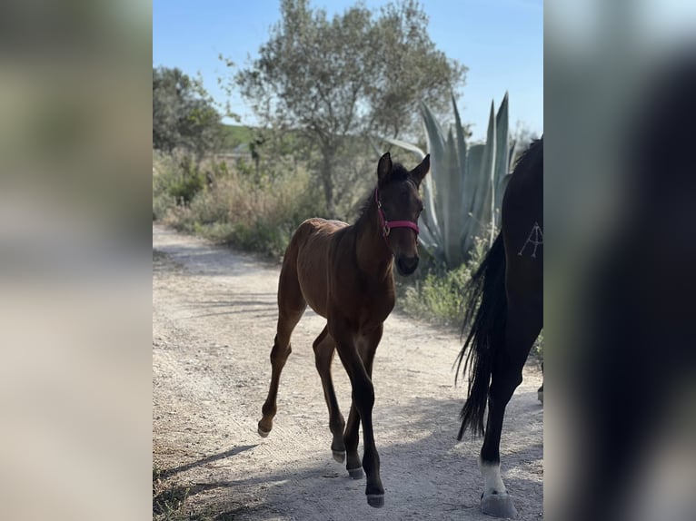PRE Klacz 3 lat 163 cm Ciemnogniada in Jerez de la Frontera