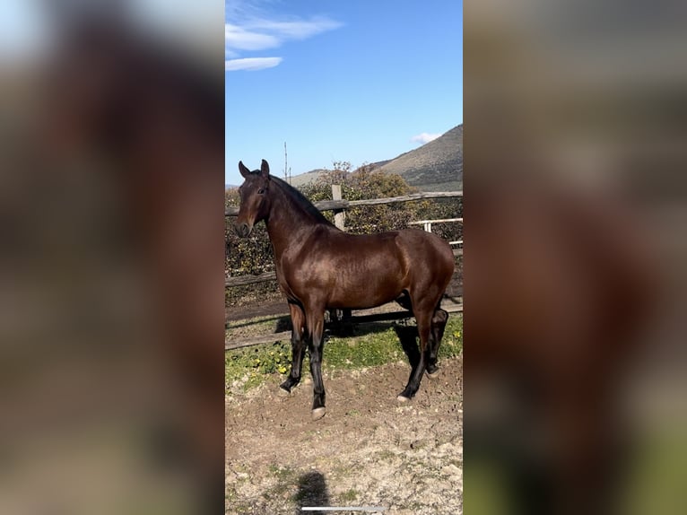 PRE Mix Klacz 3 lat 163 cm Gniada in Scandrglia