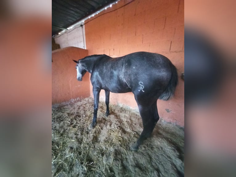 PRE Klacz 3 lat 163 cm Siwa jabłkowita in Pedralba