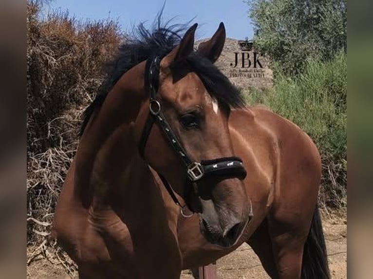 PRE Klacz 3 lat 164 cm Gniada in Tabernas Almería