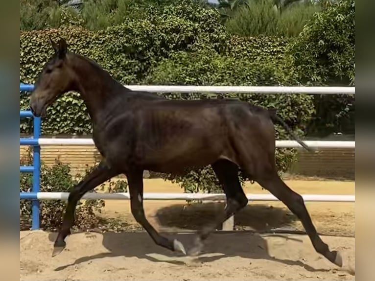 PRE Klacz 3 lat 165 cm Siwa in Fuentes De Andalucia