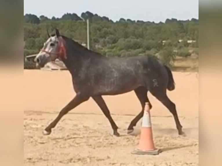 PRE Klacz 3 lat 166 cm Siwa jabłkowita in Pedralba