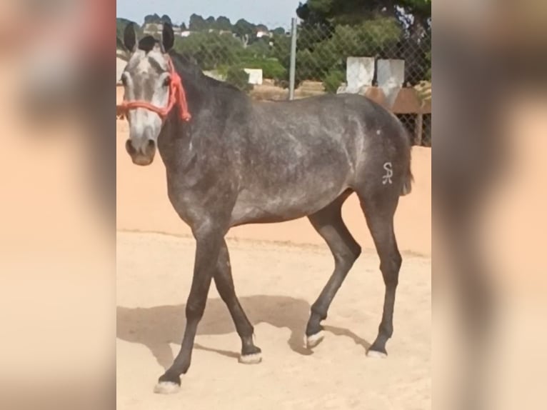 PRE Klacz 3 lat 168 cm Siwa jabłkowita in Pedralba