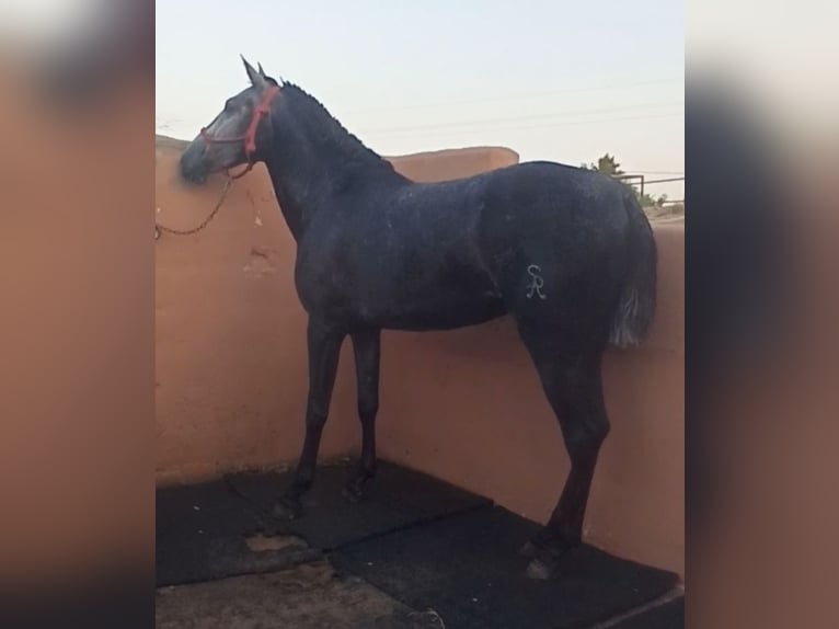 PRE Klacz 3 lat 168 cm Siwa jabłkowita in Pedralba