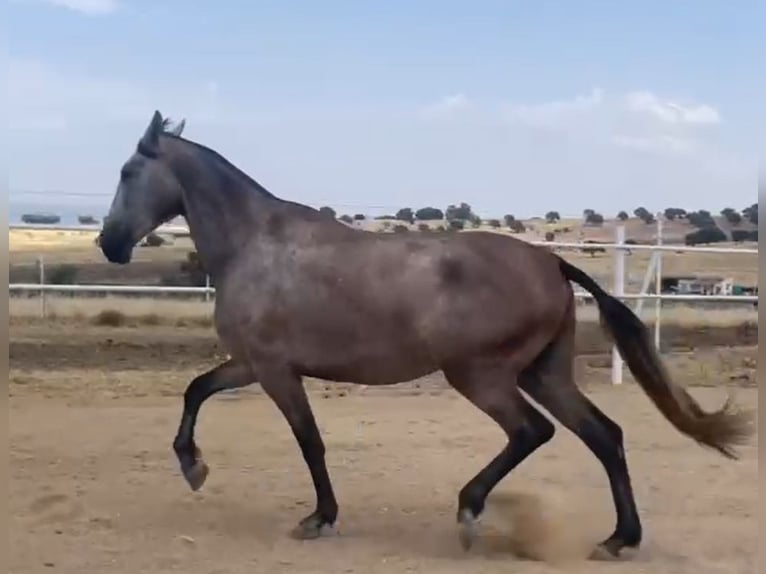 PRE Klacz 3 lat 175 cm Siwa w hreczce in Navalvillar De Pela