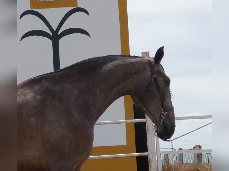 PRE Mix Klacz 3 lat 175 cm Siwa w hreczce in Navalvillar De Pela