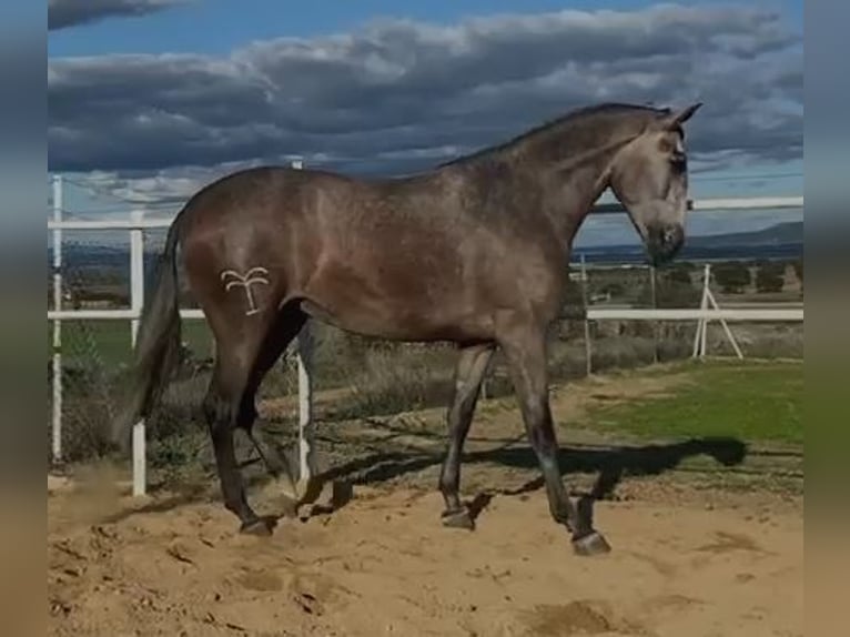 PRE Mix Klacz 3 lat 175 cm Siwa w hreczce in Navalvillar De Pela