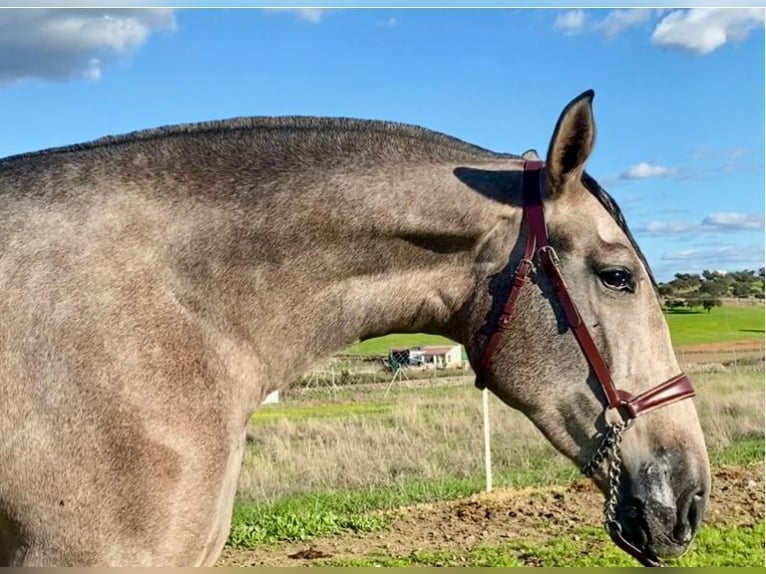 PRE Mix Klacz 3 lat 175 cm Siwa w hreczce in Navalvillar De Pela
