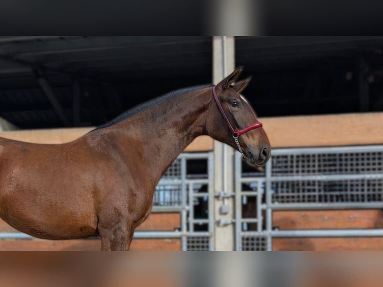 PRE Mix Klacz 3 lat  in Caumont