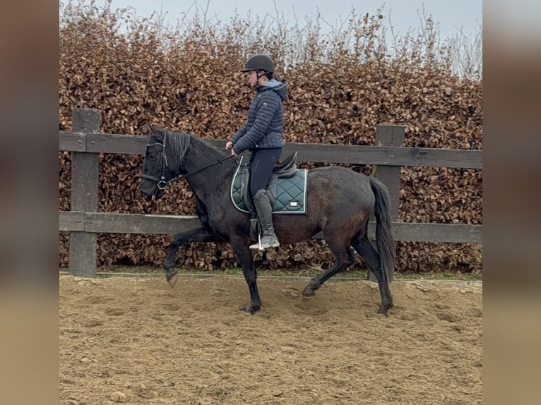 PRE Mix Klacz 4 lat 153 cm Kara in Daleiden