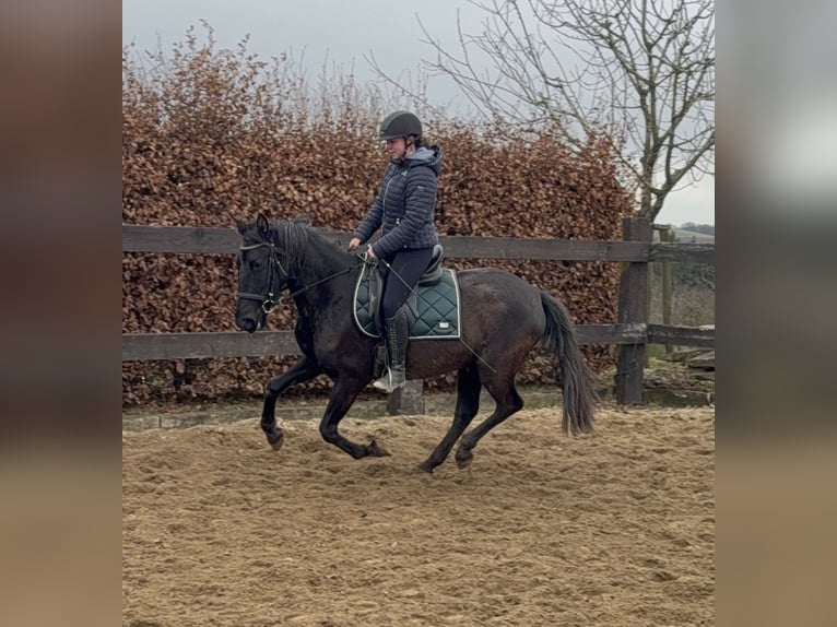 PRE Mix Klacz 4 lat 153 cm Kara in Daleiden