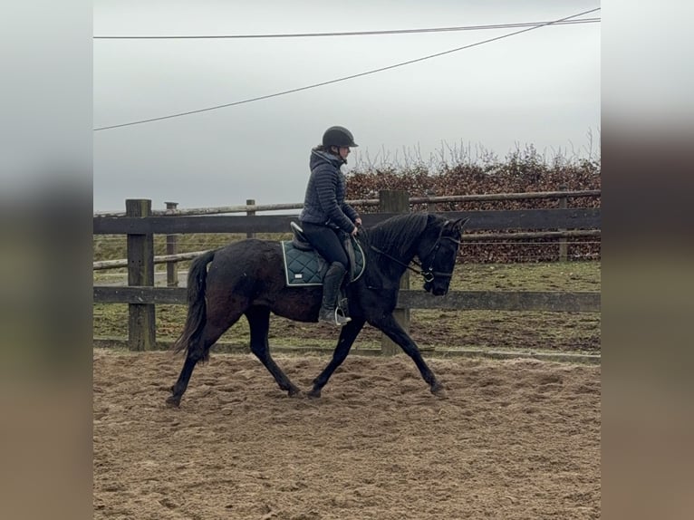 PRE Mix Klacz 4 lat 153 cm Kara in Daleiden