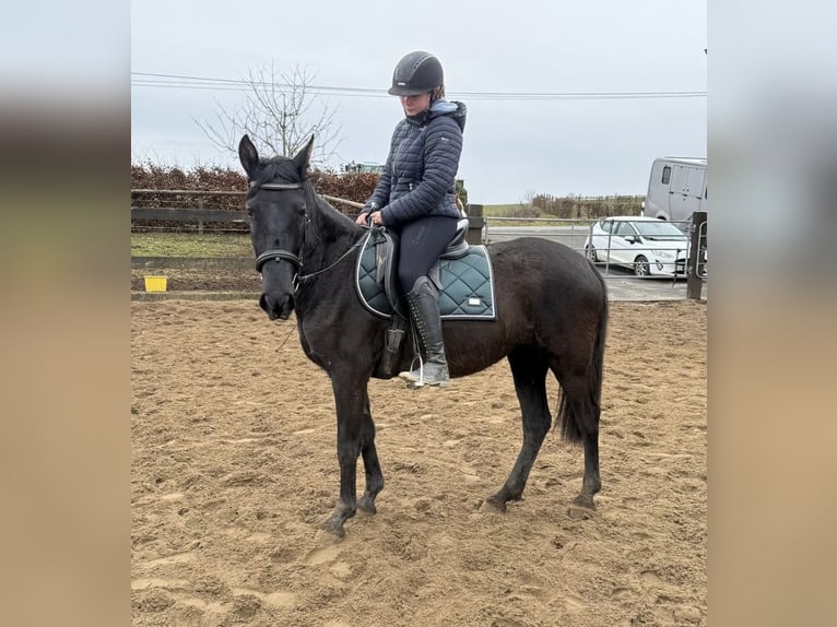 PRE Klacz 4 lat 153 cm Kara in Daleiden