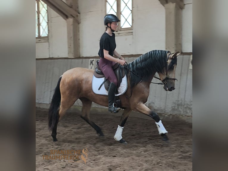PRE Mix Klacz 4 lat 154 cm Bułana in Traventhal