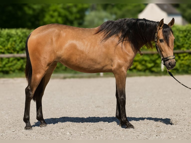 PRE Klacz 4 lat 154 cm Bułana in Neustadt (Wied)