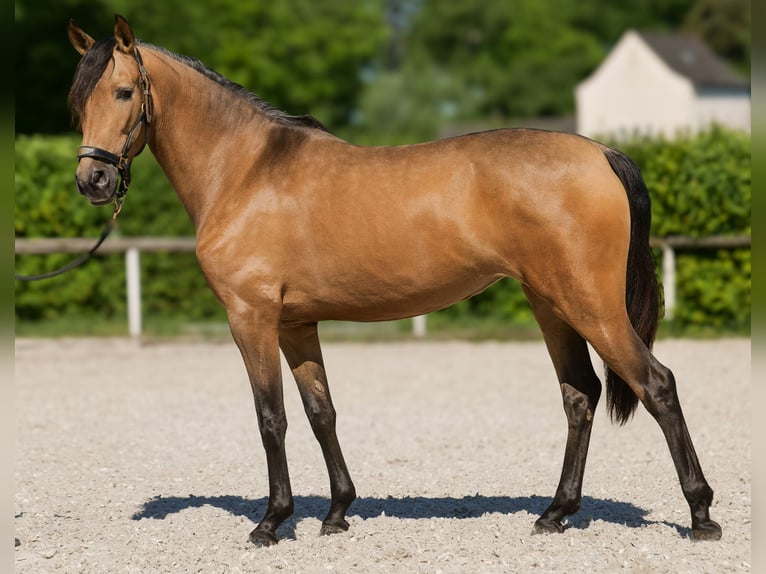 PRE Klacz 4 lat 154 cm Bułana in Neustadt (Wied)