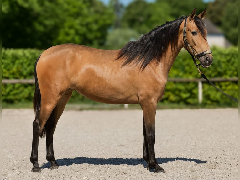 PRE Klacz 4 lat 154 cm Bułana in Neustadt (Wied)