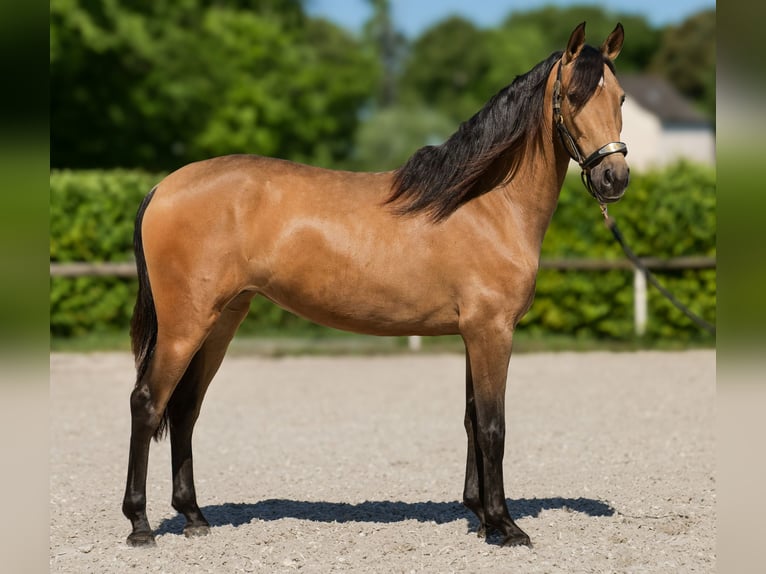 PRE Klacz 4 lat 154 cm Bułana in Neustadt (Wied)