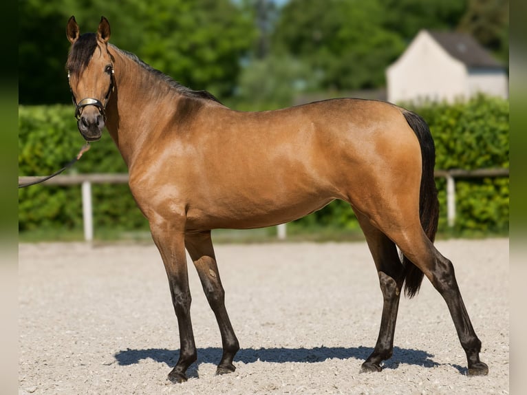 PRE Klacz 4 lat 154 cm Bułana in Neustadt (Wied)
