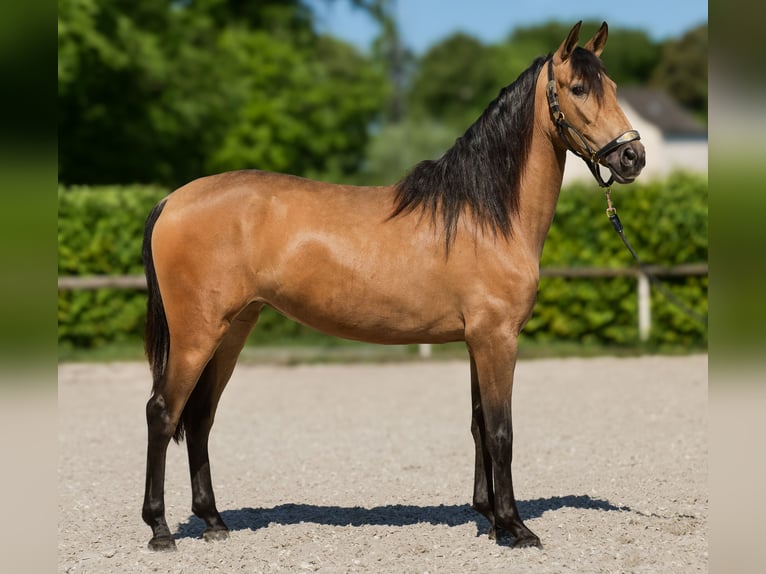 PRE Klacz 4 lat 154 cm Bułana in Neustadt (Wied)