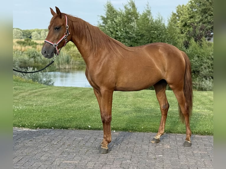 PRE Mix Klacz 4 lat 154 cm Ciemnokasztanowata in Zieuwent