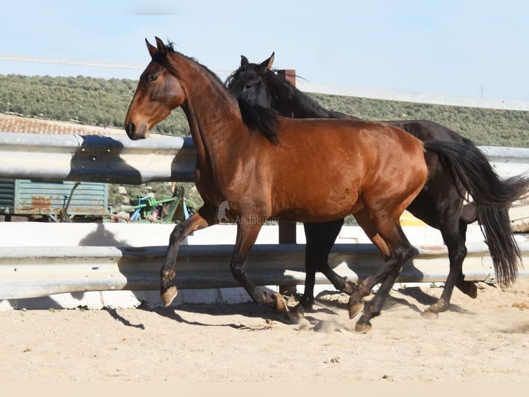 PRE Klacz 4 lat 156 cm Gniada in Provinz Cordoba