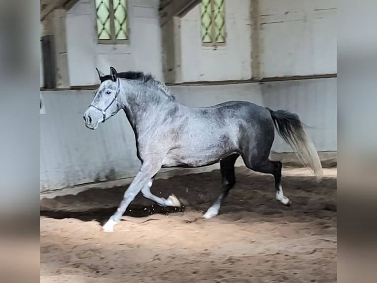PRE Mix Klacz 4 lat 157 cm Siwa in Traventhal