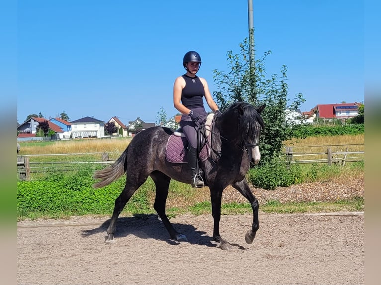 PRE Mix Klacz 4 lat 158 cm Formy Brown Falb in Karlshuld