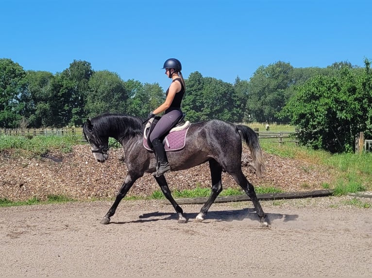 PRE Mix Klacz 4 lat 158 cm Formy Brown Falb in Karlshuld