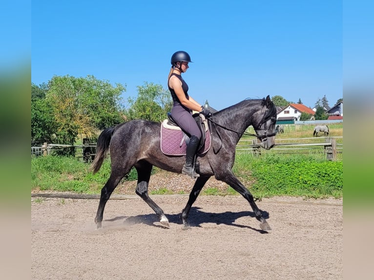PRE Mix Klacz 4 lat 158 cm Formy Brown Falb in Karlshuld