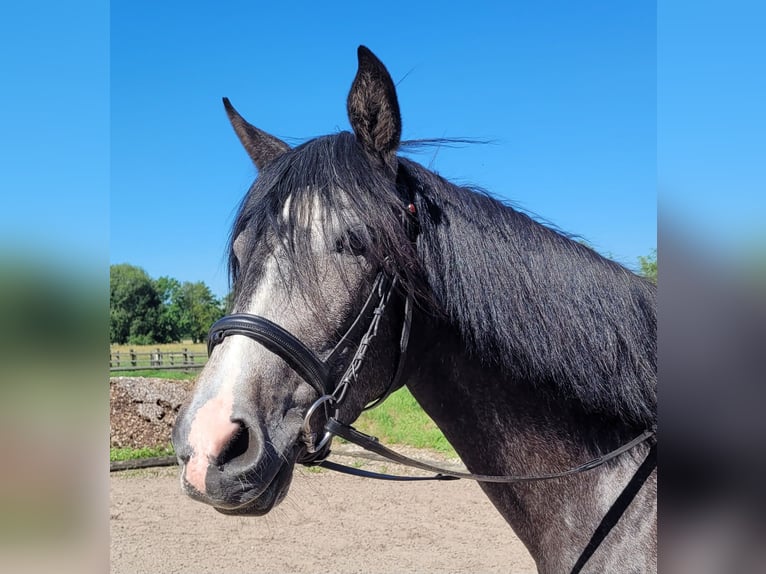 PRE Mix Klacz 4 lat 158 cm Formy Brown Falb in Karlshuld