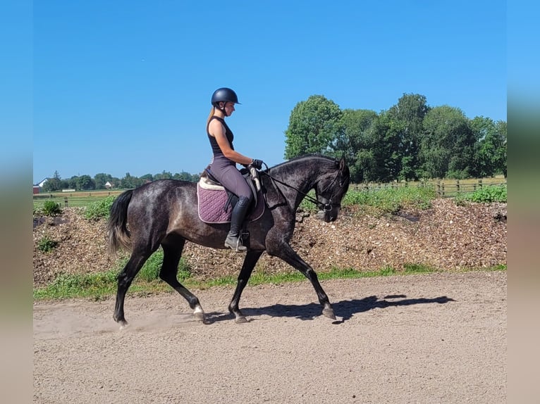 PRE Mix Klacz 4 lat 158 cm Formy Brown Falb in Karlshuld
