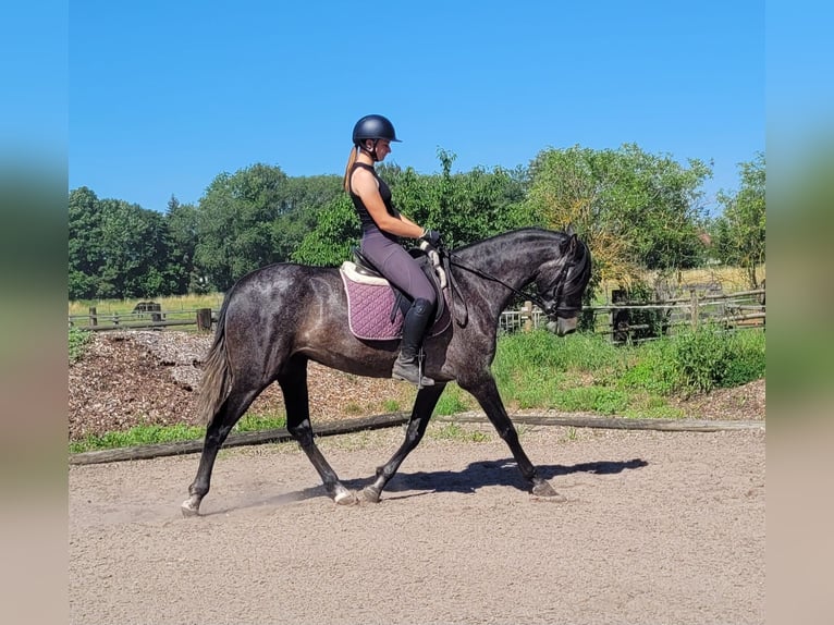 PRE Mix Klacz 4 lat 158 cm Formy Brown Falb in Karlshuld