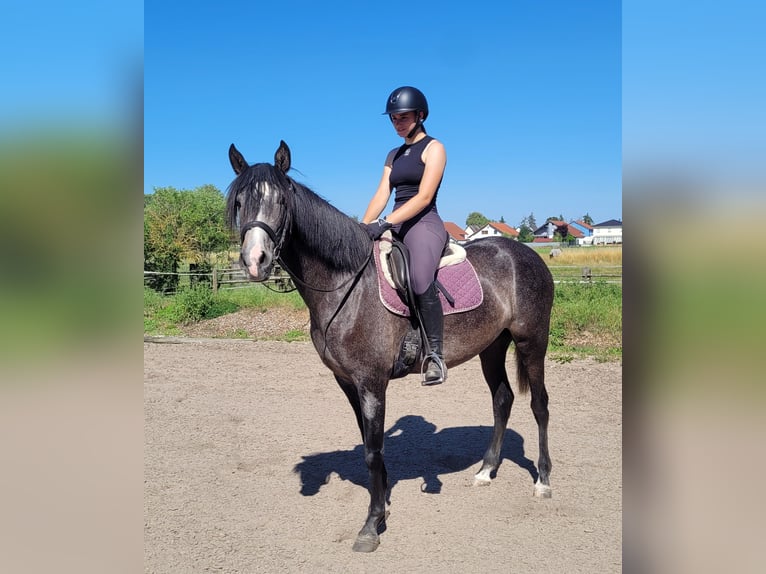 PRE Mix Klacz 4 lat 158 cm Formy Brown Falb in Karlshuld