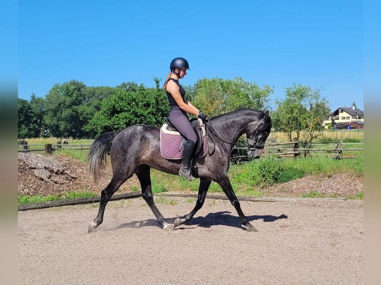 PRE Mix Klacz 4 lat 158 cm Formy Brown Falb in Karlshuld