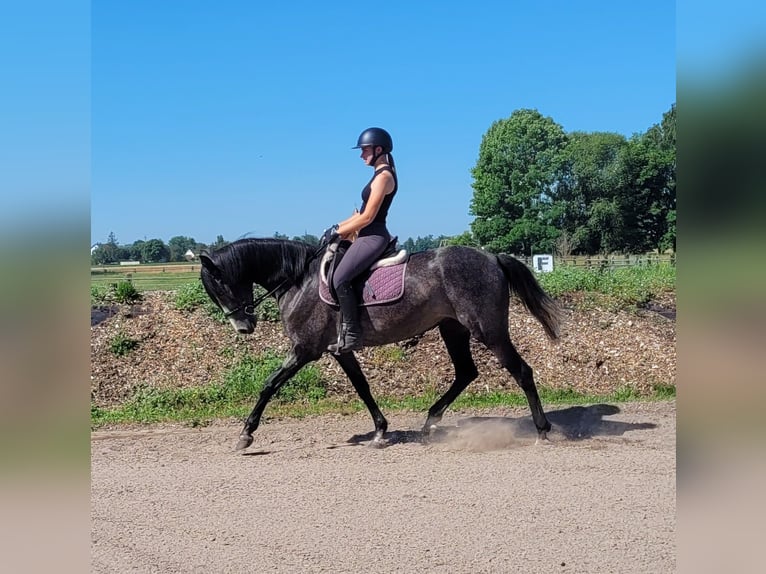 PRE Mix Klacz 4 lat 158 cm Formy Brown Falb in Karlshuld