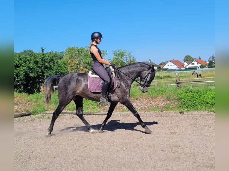 PRE Mix Klacz 4 lat 158 cm Formy Brown Falb in Karlshuld